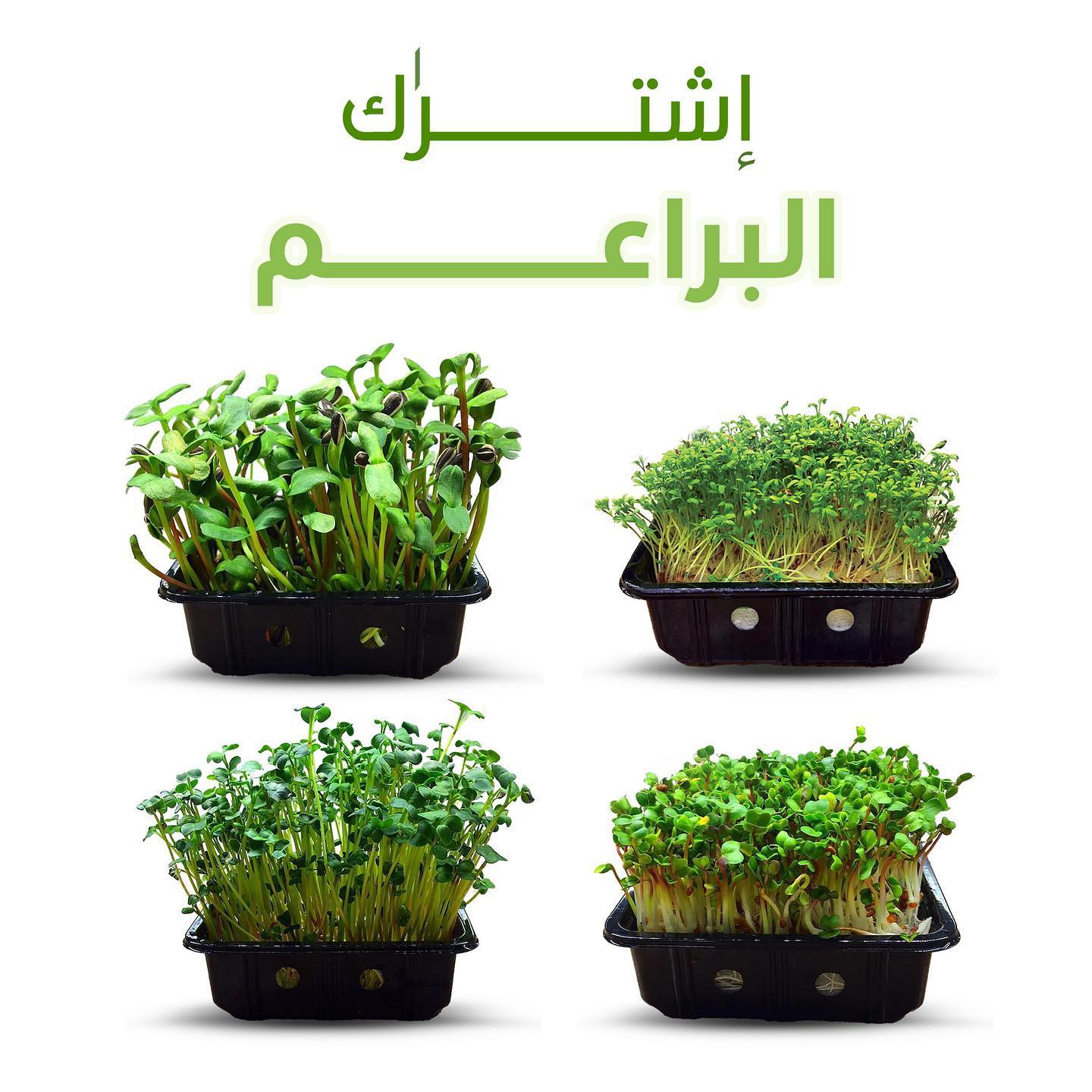 اشتراك المُبرعمات الشهري (7 علب بالأسبوع)
