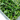 Fresh Broccoli Microgreens (170 gm)