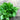Organic Parsley Shots 27ml (15 Shots) - Green Zone