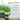 Organic Wheatgrass Shots 27ml (15 Shots) - Green Zone