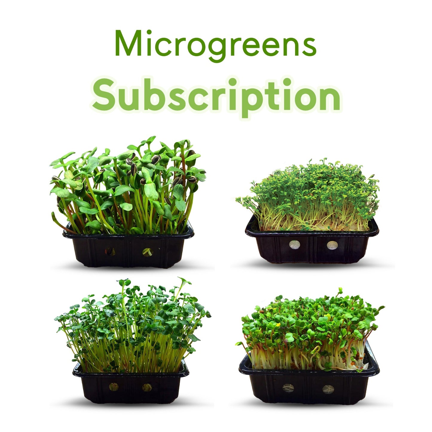Microgreen Subscription Box (7 Packets per Week)