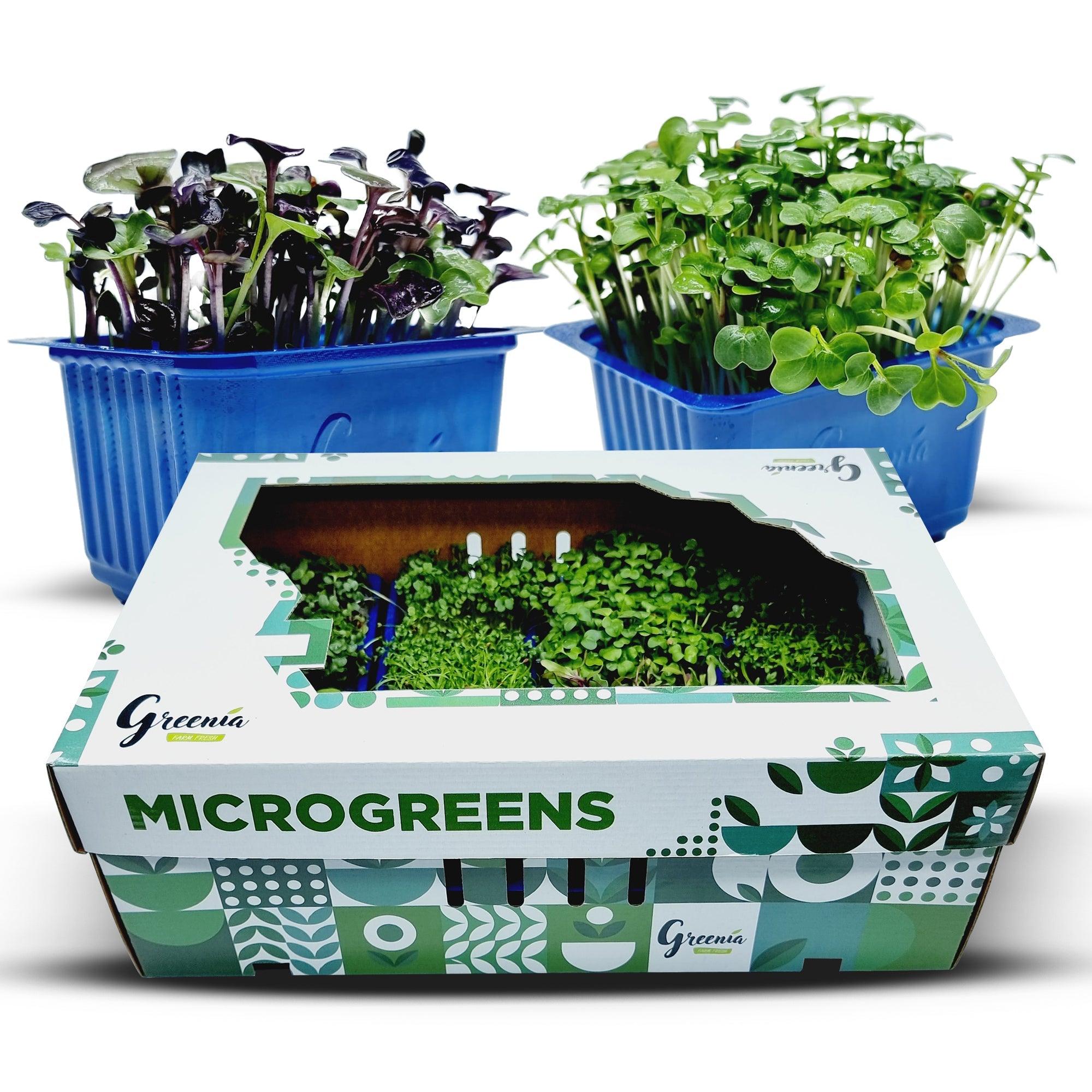 Organic Broccoli Microgreen (16 Packets) - Green Zone