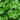 Organic Cilantro Shots 27ml (15 Shots) - Green Zone