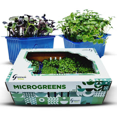 Organic Green Radish Microgreen (16 Packets) - Green Zone