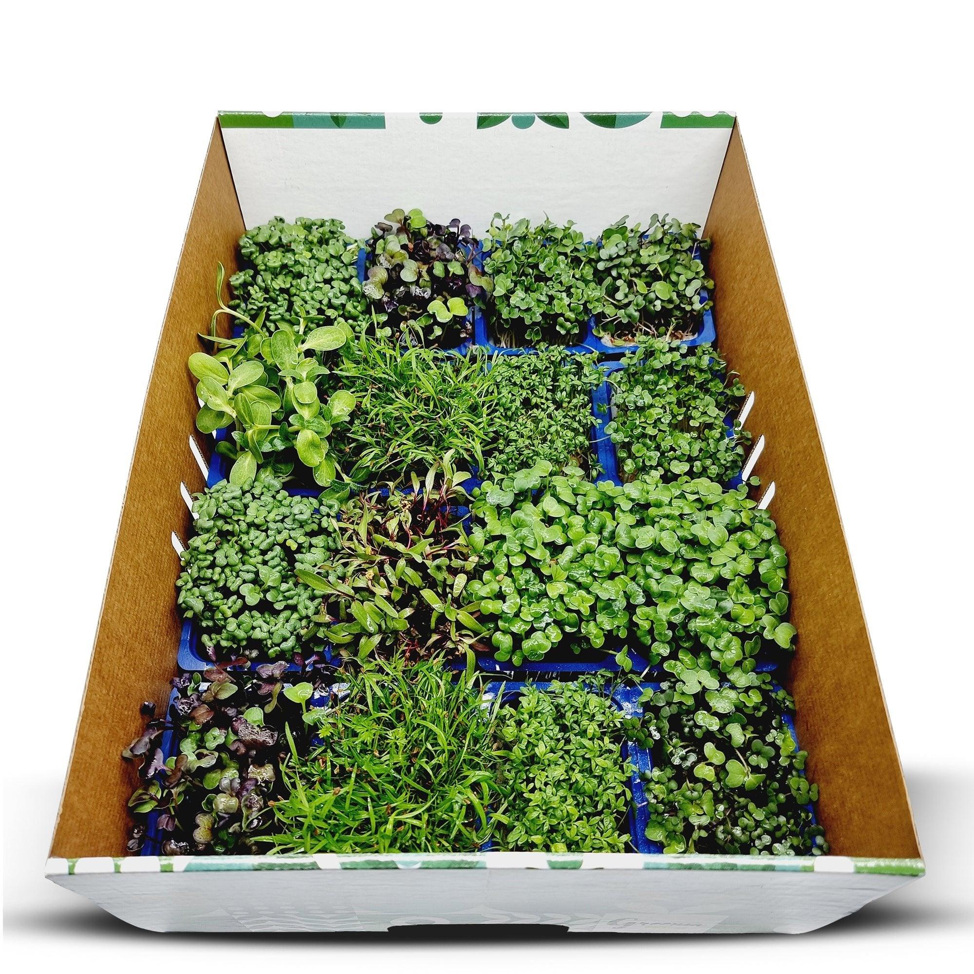 Organic Sunflower Microgreen (16 Packets) - Green Zone