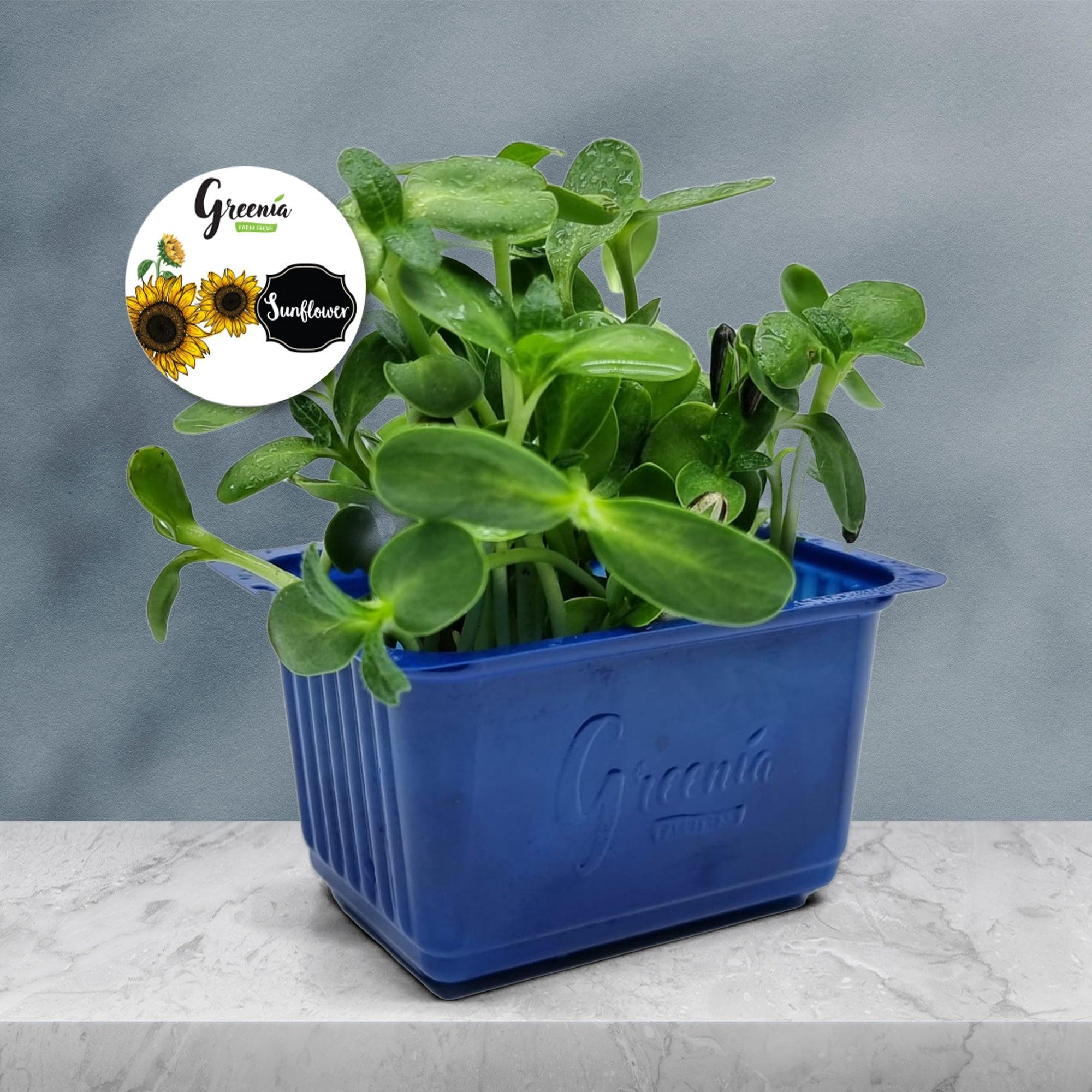Organic Sunflower Microgreen (16 Packets) - Green Zone