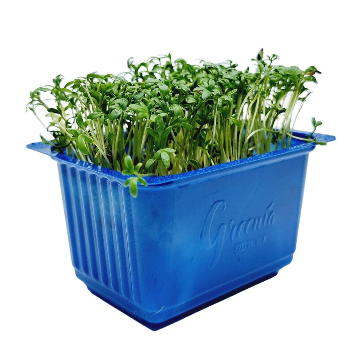 Organic Watercress Microgreen (16 Packets) - Green Zone
