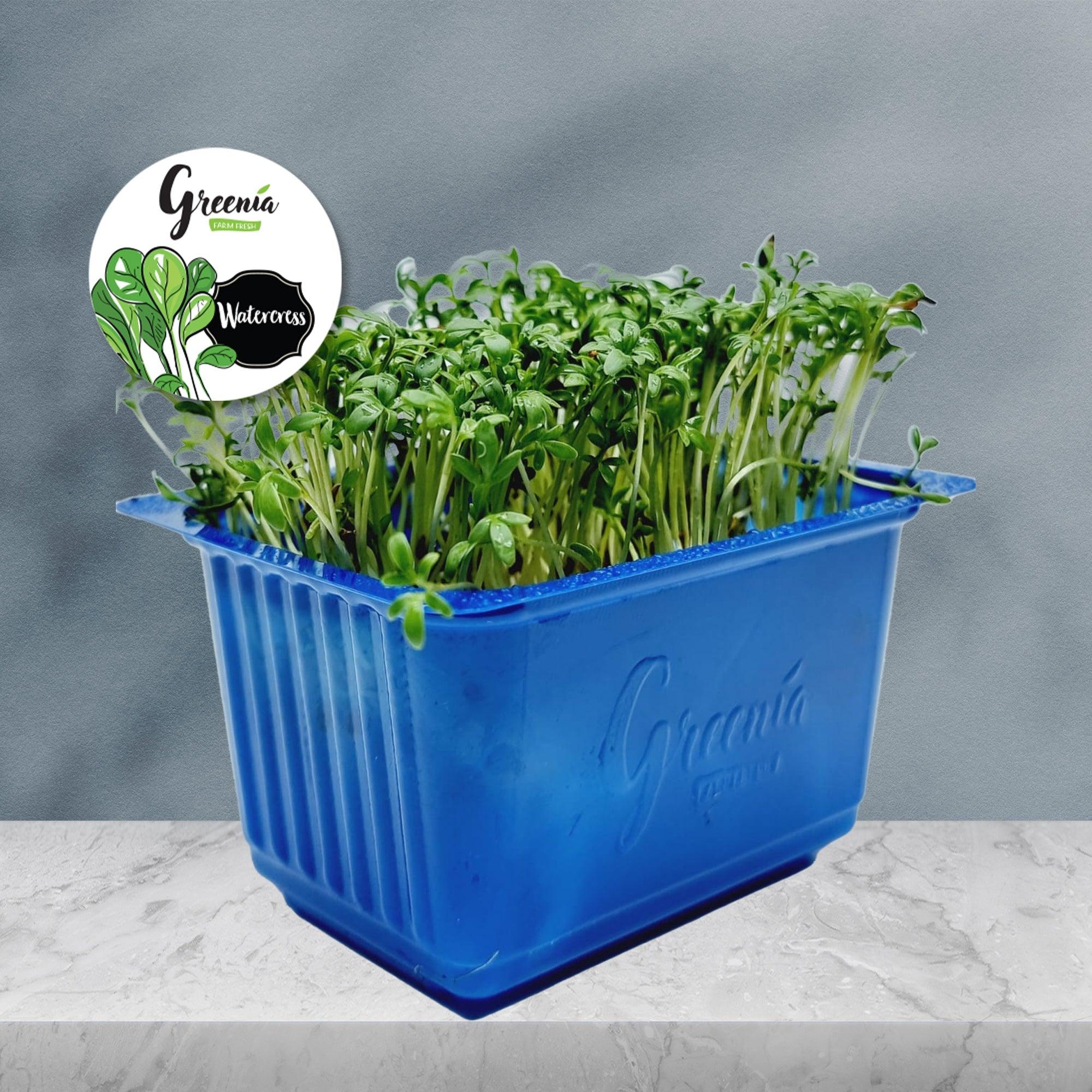 Organic Watercress Microgreen (16 Packets) - Green Zone