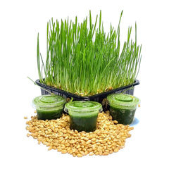 Organic Wheatgrass Shots 27ml (15 Shots) - Green Zone